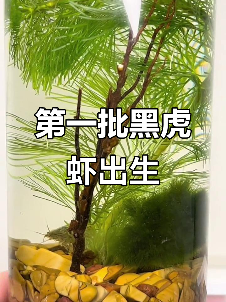 黑虎虾宝宝诞生,玻璃缸中的奇迹时刻