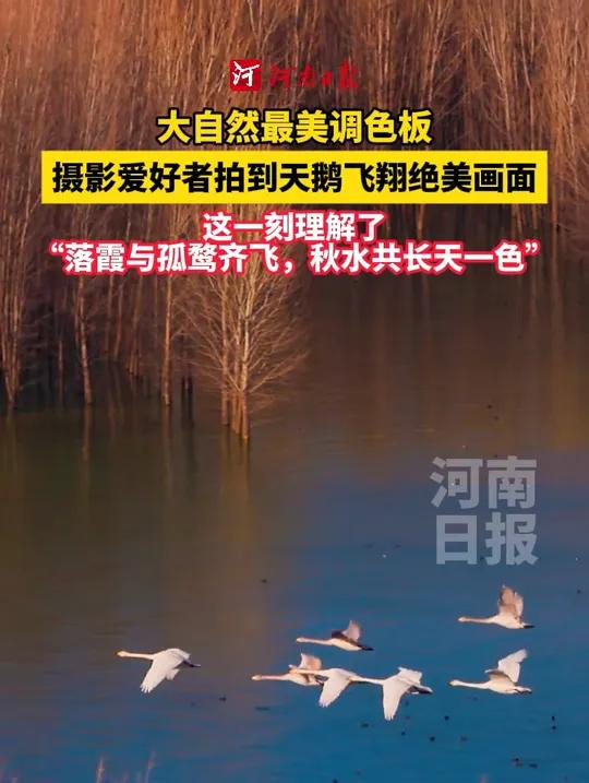 11月29日,河南三门峡,摄影爱好者拍到天鹅飞翔绝美画面 网友:这一刻理解了“落霞与孤鹜齐