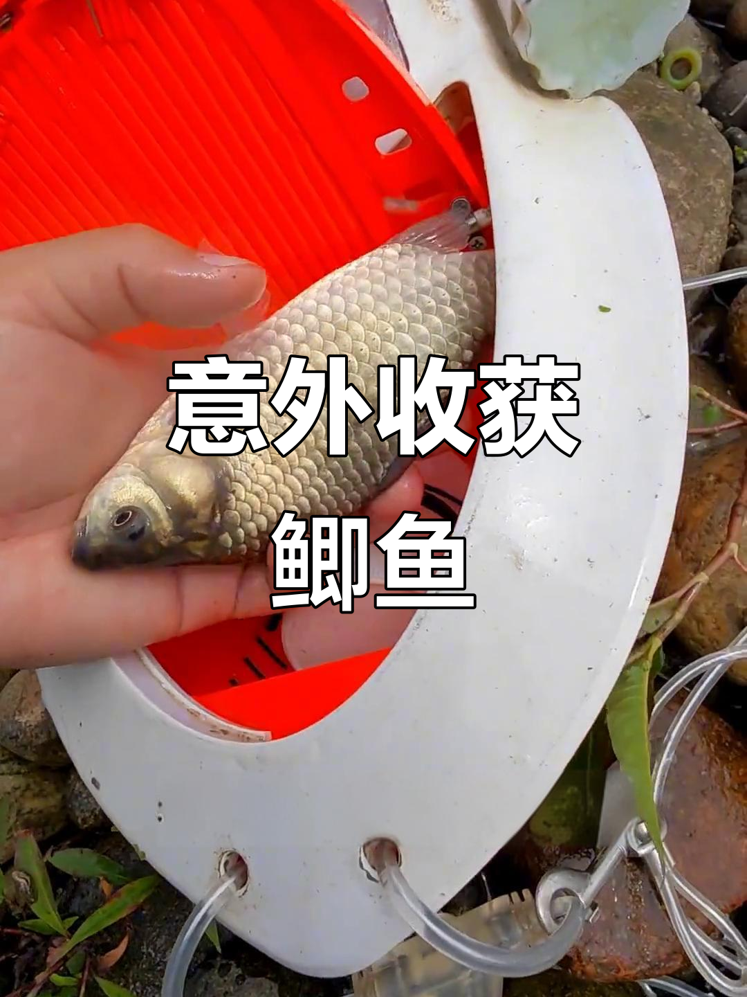 原本想钓桃花,结果鲫鱼疯狂上钩,野河钓鱼太刺激了!