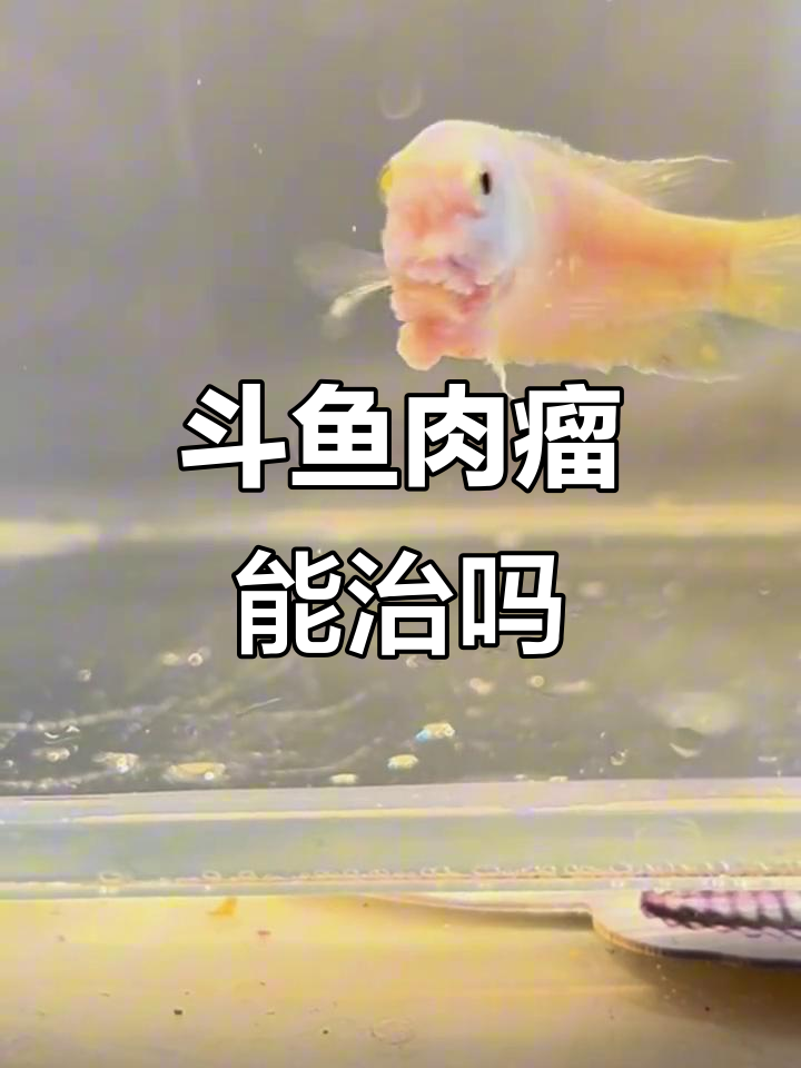 斗鱼肉瘤真的是绝症？我偏要试试治疗方法