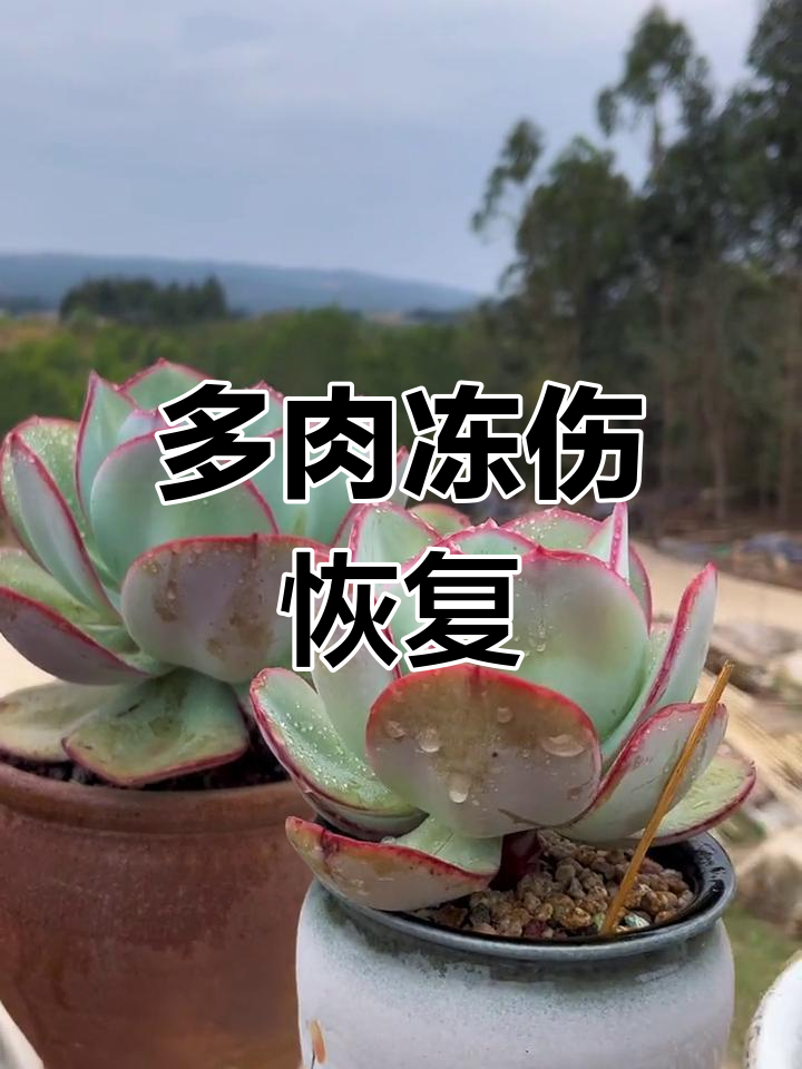 冻伤多肉恢复中,适合种植一片