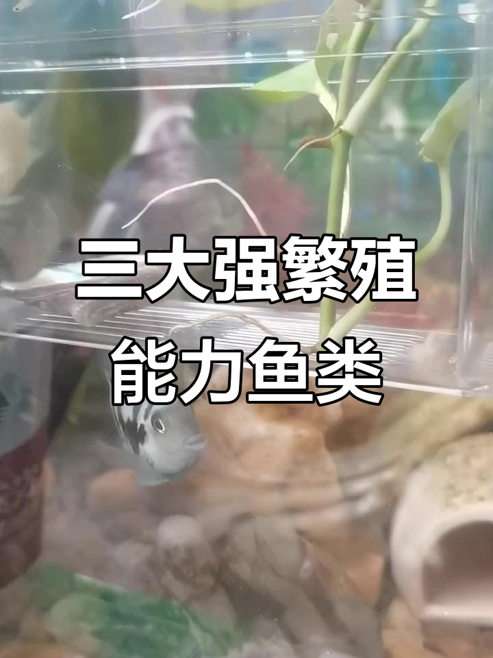 迷你鹦鹉与孔雀鱼:三大高繁殖力观赏鱼的养殖乐趣
