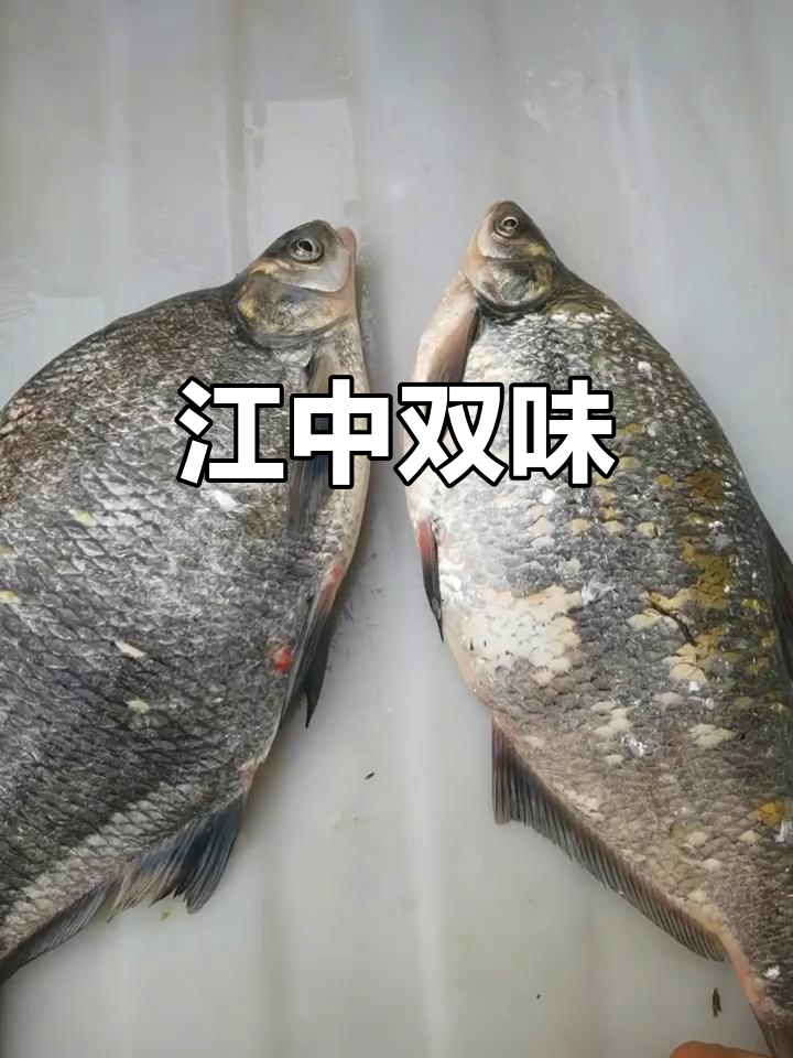 乌苏里江的法罗与鳊花,各有独特风味