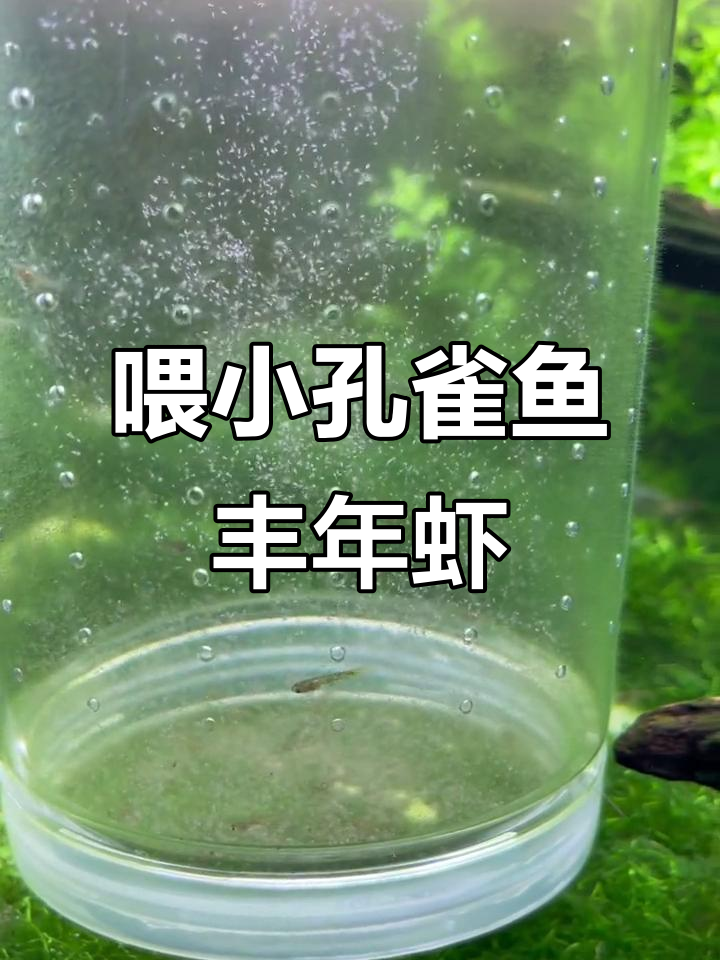 小孔雀鱼吃丰年虾,长得飞快!