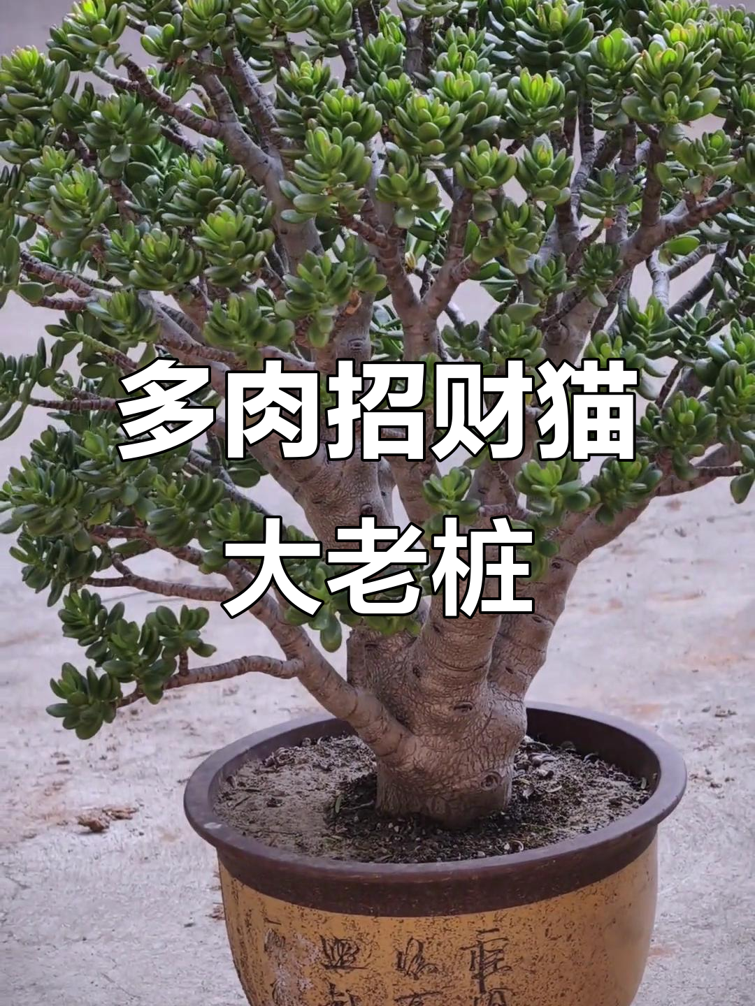 招财猫大老桩,多肉植物中的珍品