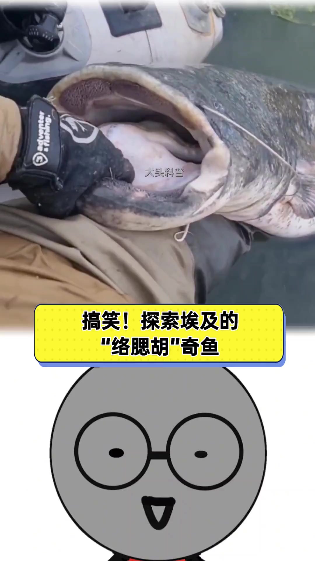 搞笑!探索埃及的“络腮胡”奇鱼