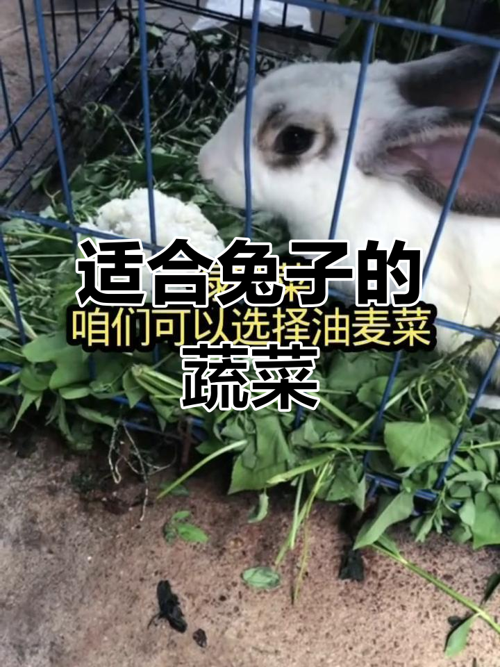 兔子能吃的蔬菜有哪些?这些低水分高纤维的菜最适合它们