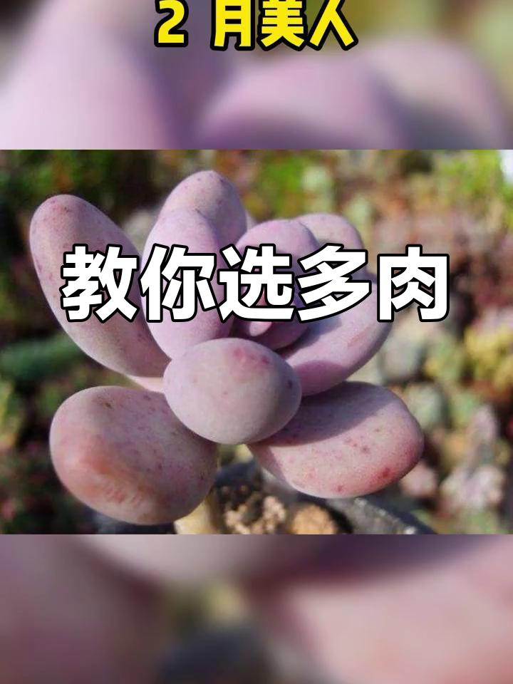 多肉美人系列挑选指南
