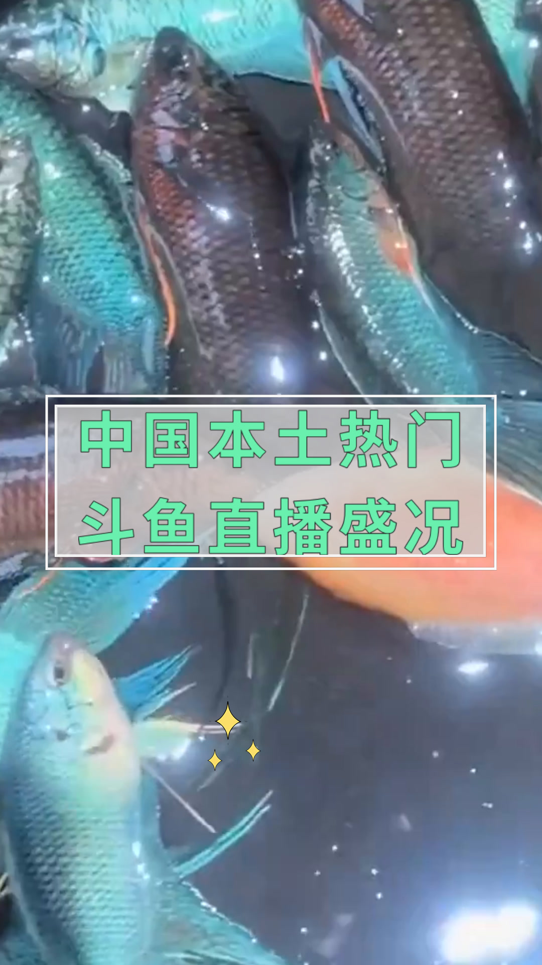 中国本土热门斗鱼直播盛况