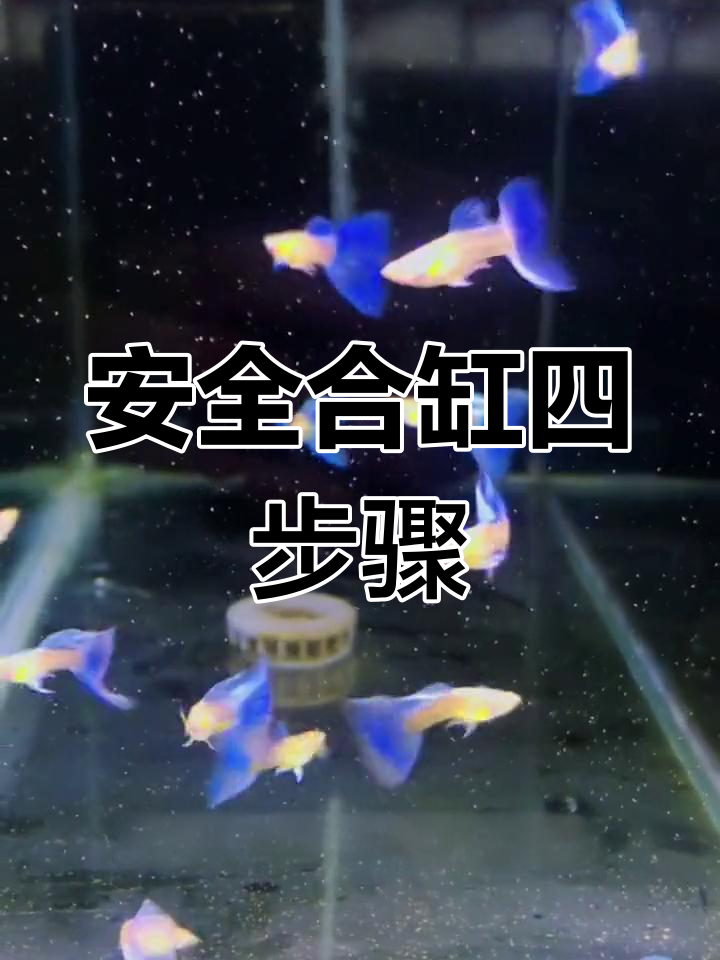 孔雀鱼合缸技巧:安全操作四步走