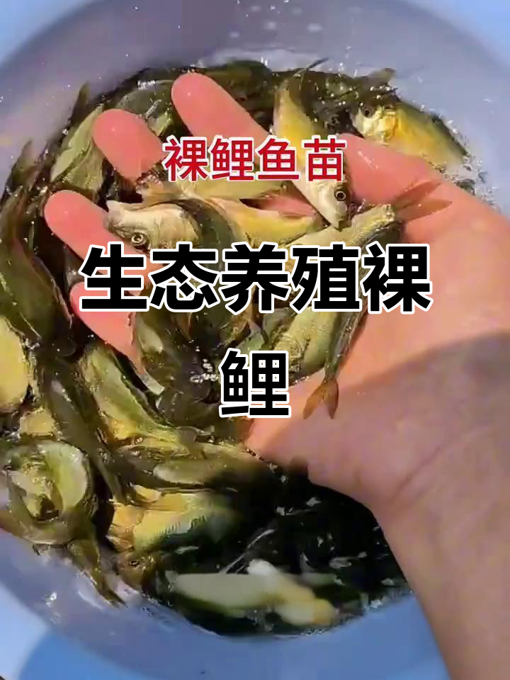 裸鲤生态养殖,食物丰富,生长迅速,肉质鲜美