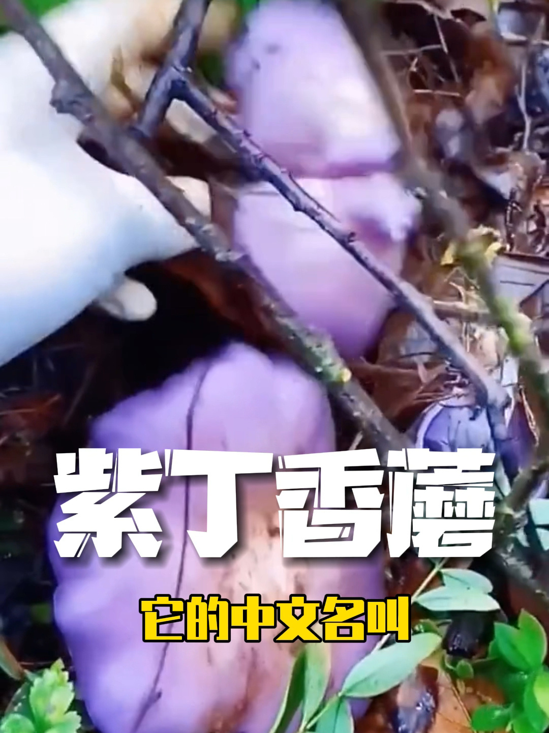 紫色的药食兼用野生菌:紫丁香蘑