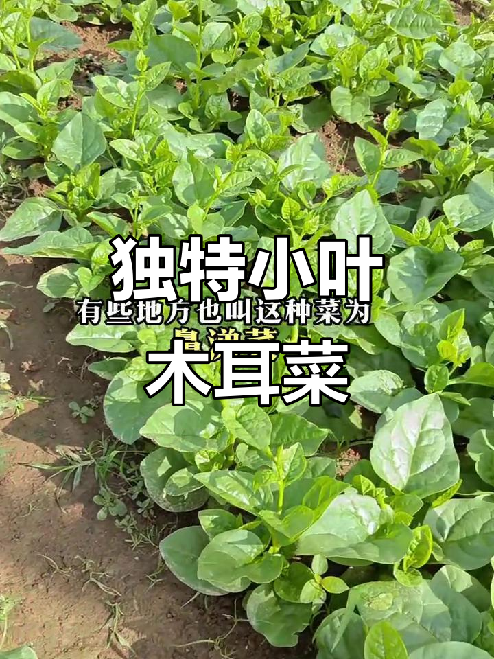 小叶木耳菜,嫩滑又营养,中老年人必备健康美味