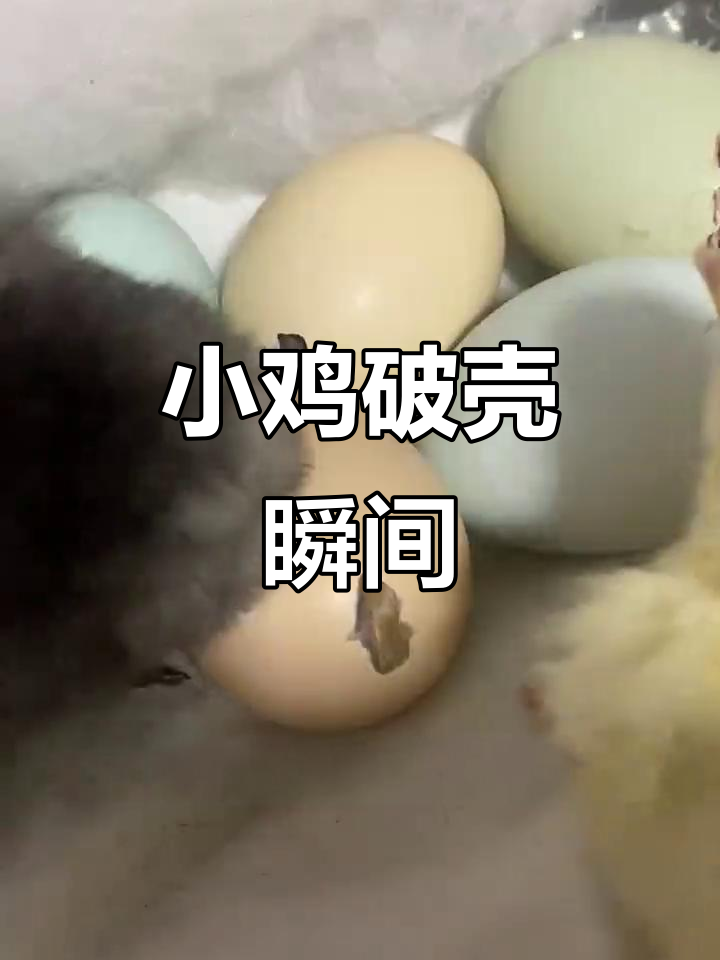 小鸡出壳全过程,21天辛苦孵化终于迎来神奇时刻