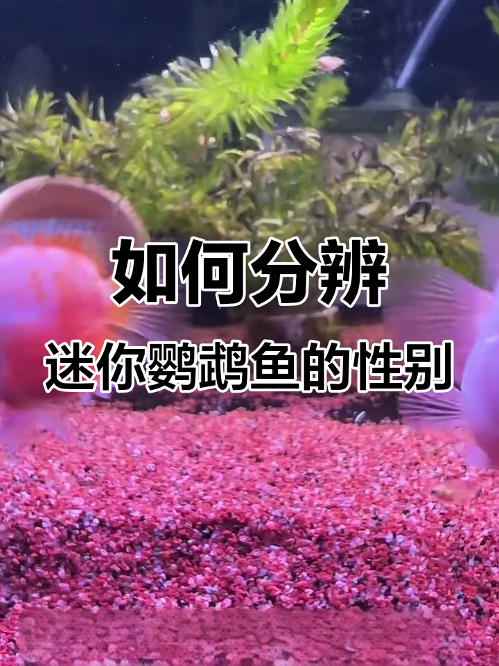 迷你鹦鹉鱼公母分辨技巧,教你如何区分不同品种