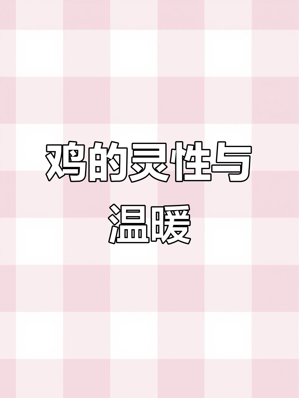 鸡冻到无法动弹,吹风机一吹竟然听话了