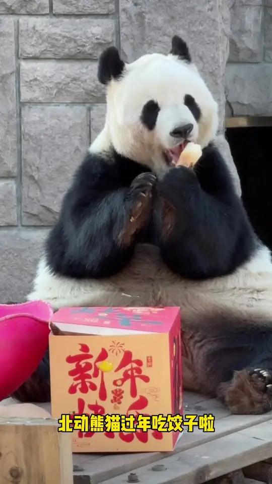 北动熊猫新年吃饺子啦!人家都在吃饺子,萌兰忙着“学习”
