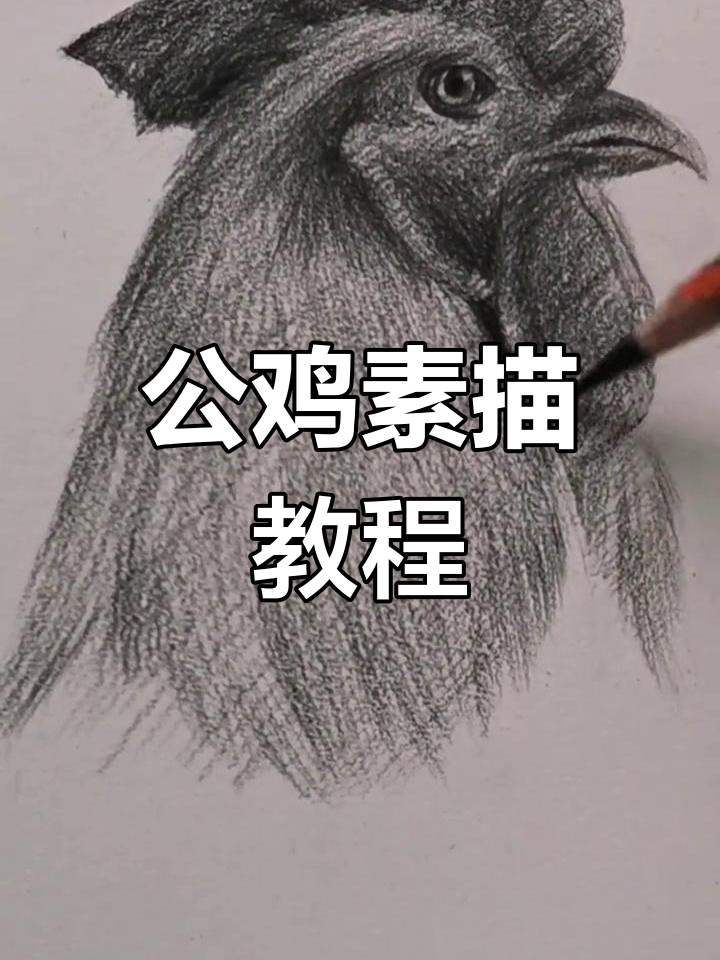 简单易学的公鸡素描画法