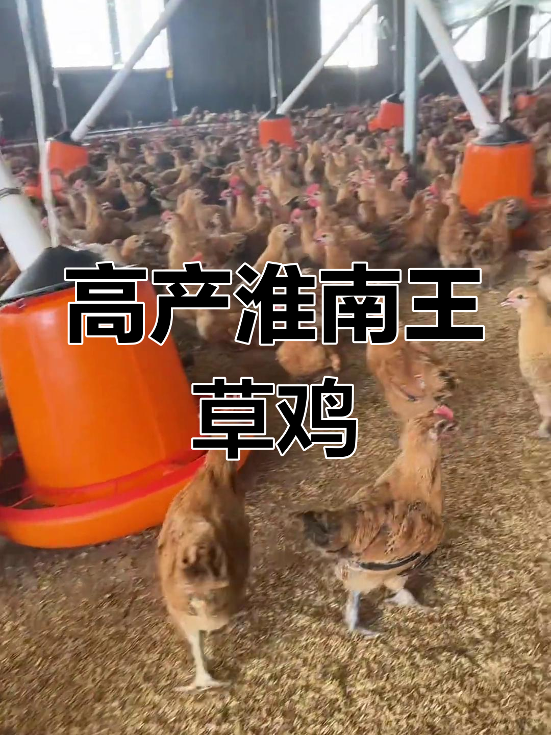 淮南王草鸡:纯种高产蛋,顺丰包邮到家