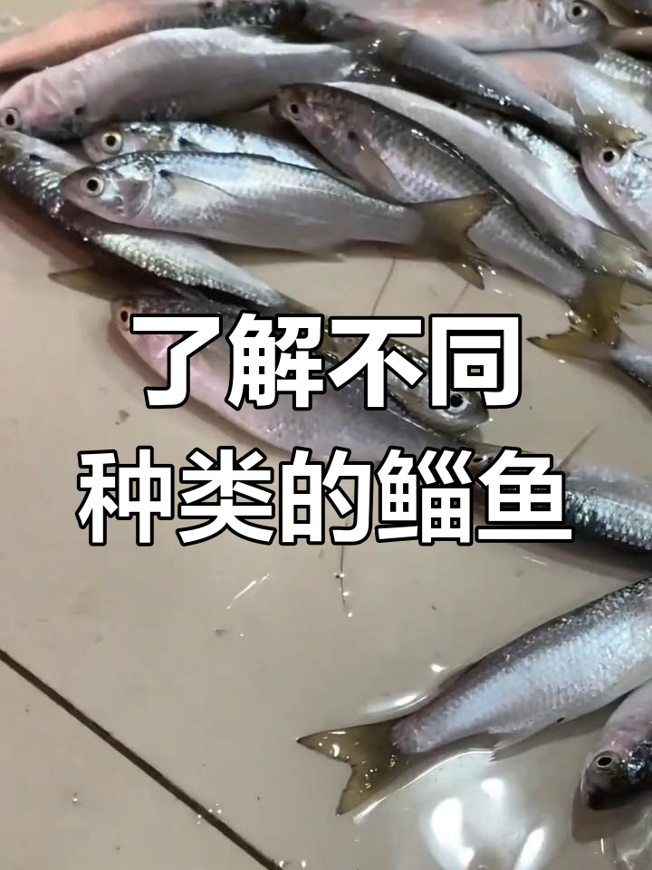 鲻鱼种类大揭秘,咸鲜美味全解析