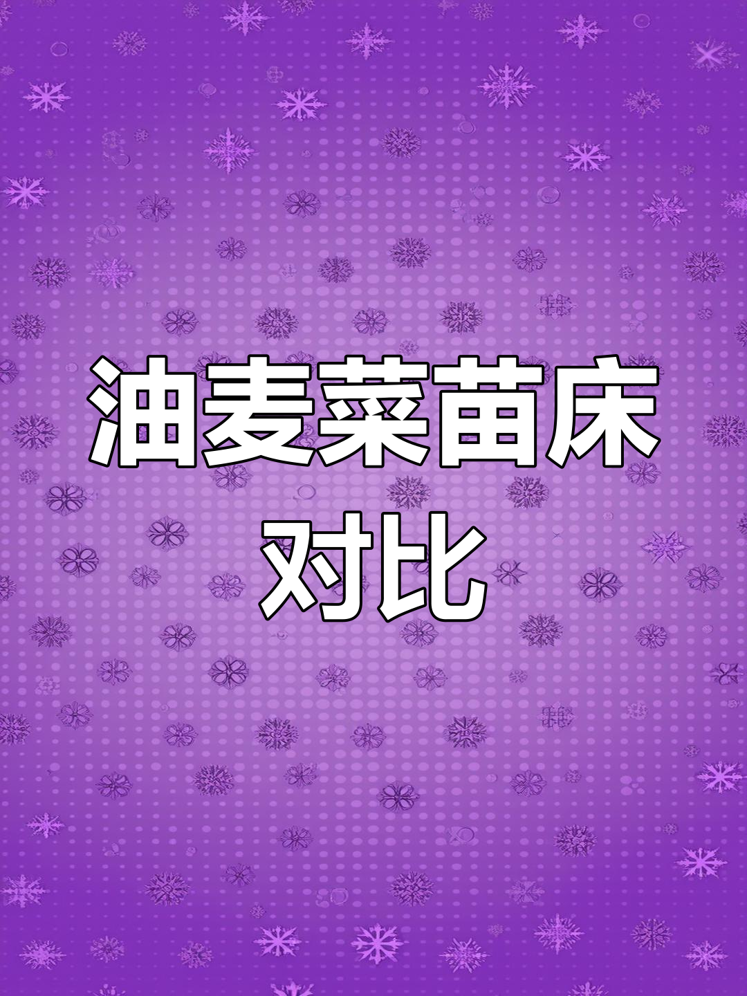 油麦菜籽种苗床对比:叶片、根系全方位分析