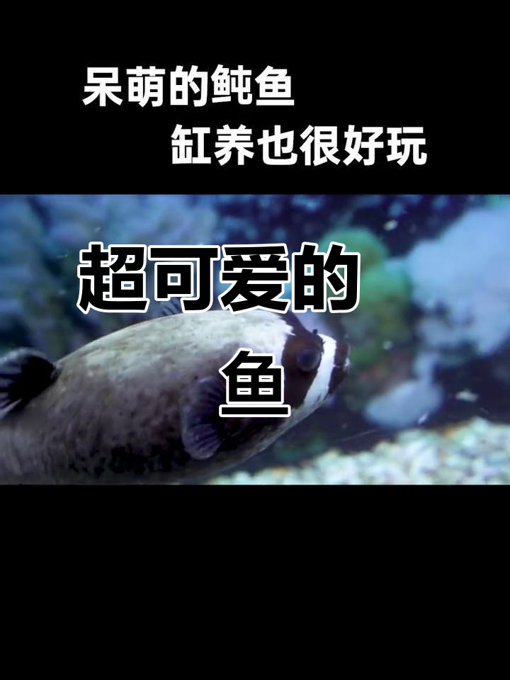 呆萌鲀鱼,可爱到不行!看它傻乎乎的样子