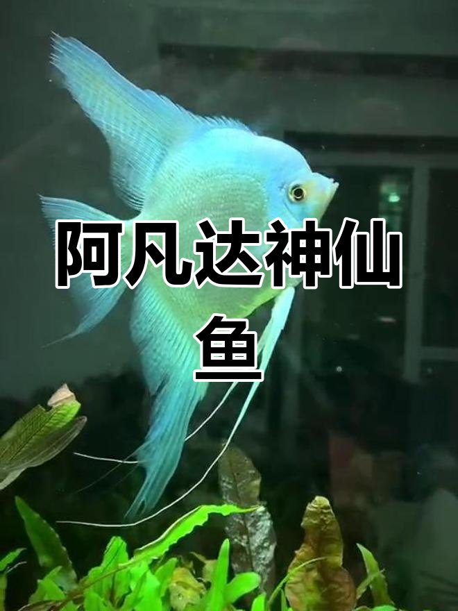 神仙鱼阿凡达,绿燕鱼的神秘魅力