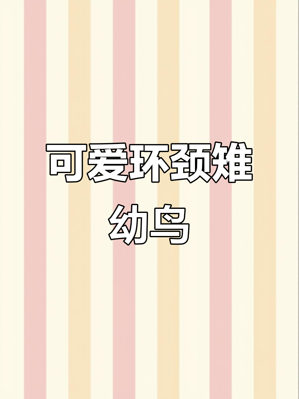 环颈雉幼鸟萌态百出,零距离接触野生动物