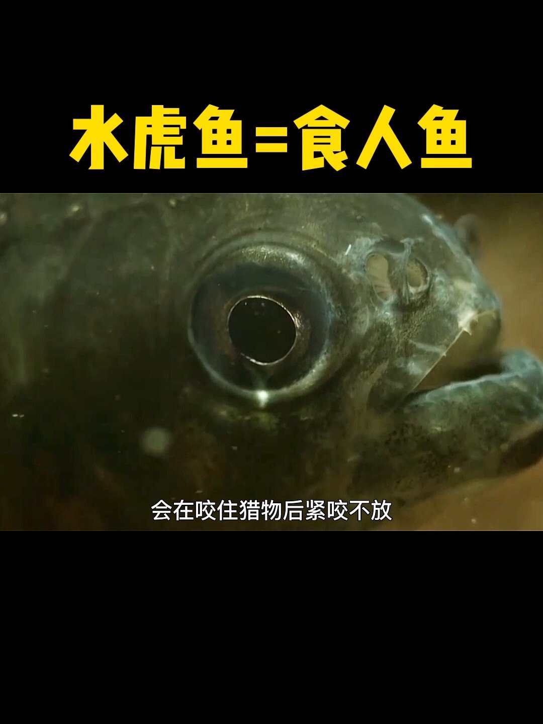 水虎鱼又叫食人鱼!