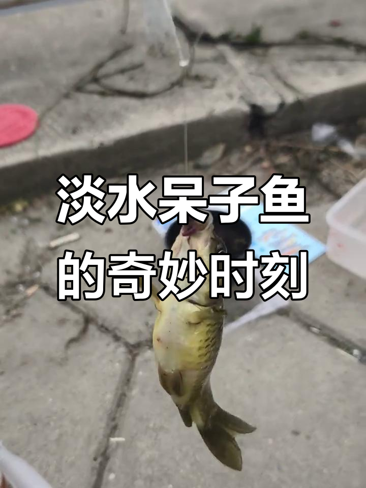 淡水呆子鱼一入嘴就中招,真是个神奇的小东西