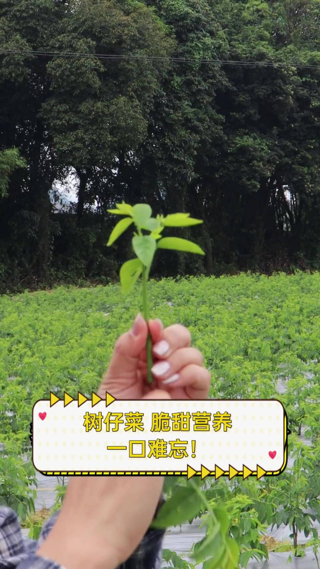 树仔菜,脆甜营养,一口难忘!