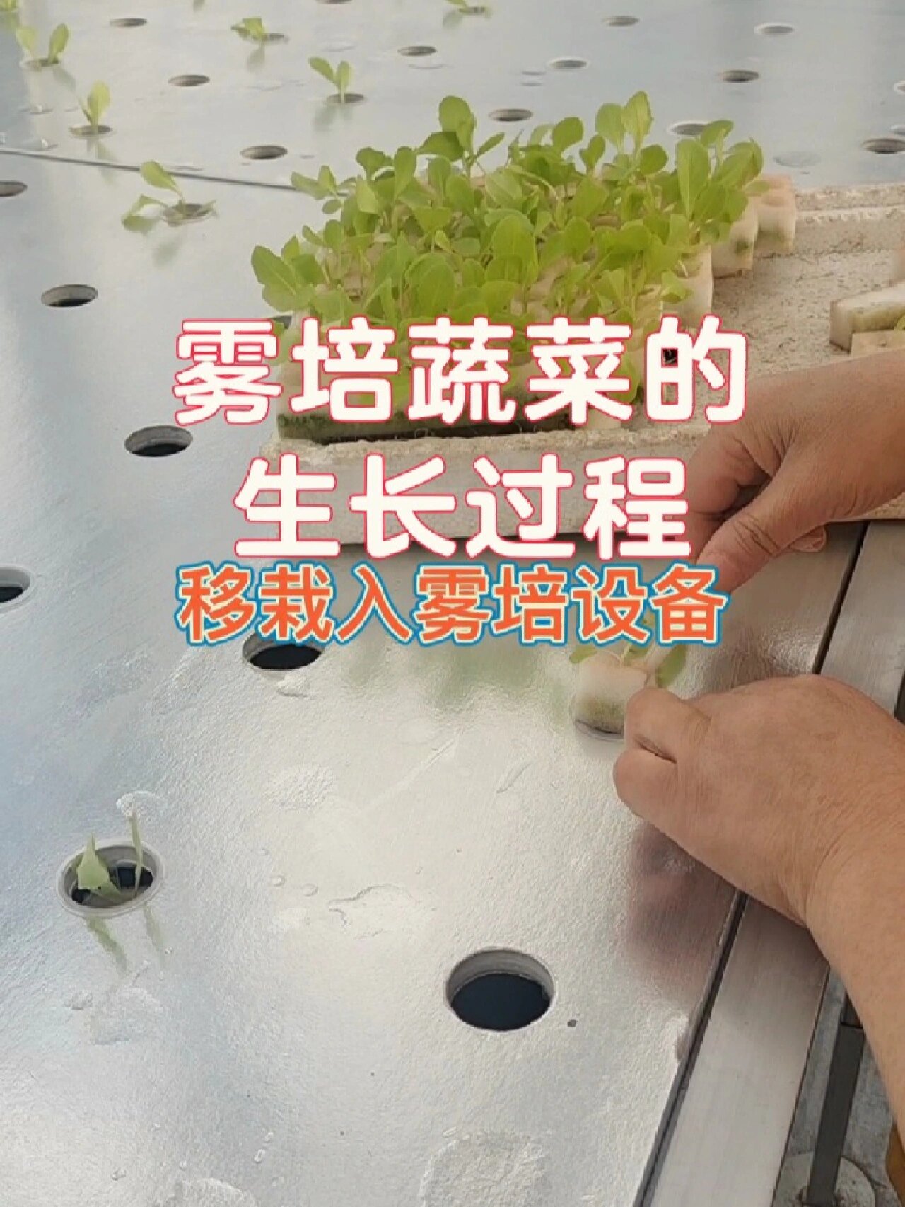 见证一颗蔬菜二十天的生长过程