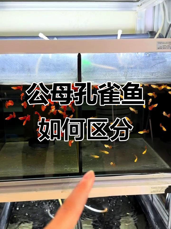 孔雀鱼公母分辨技巧，颜色和胎斑帮你轻松辨别