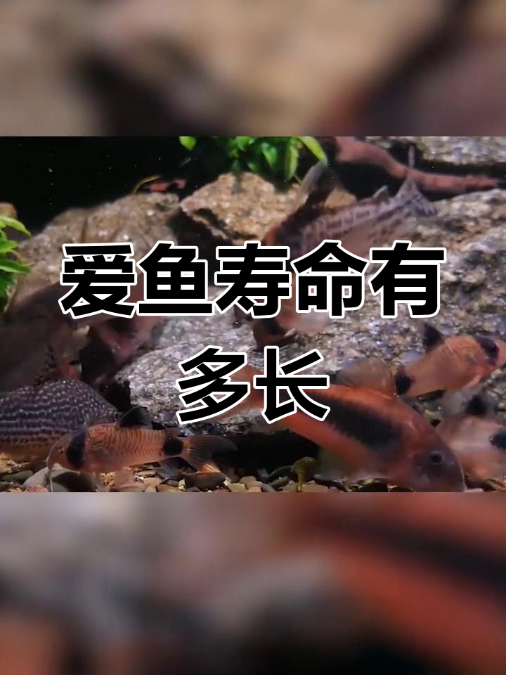 你的爱鱼能活多久?这些观赏鱼的寿命大揭秘