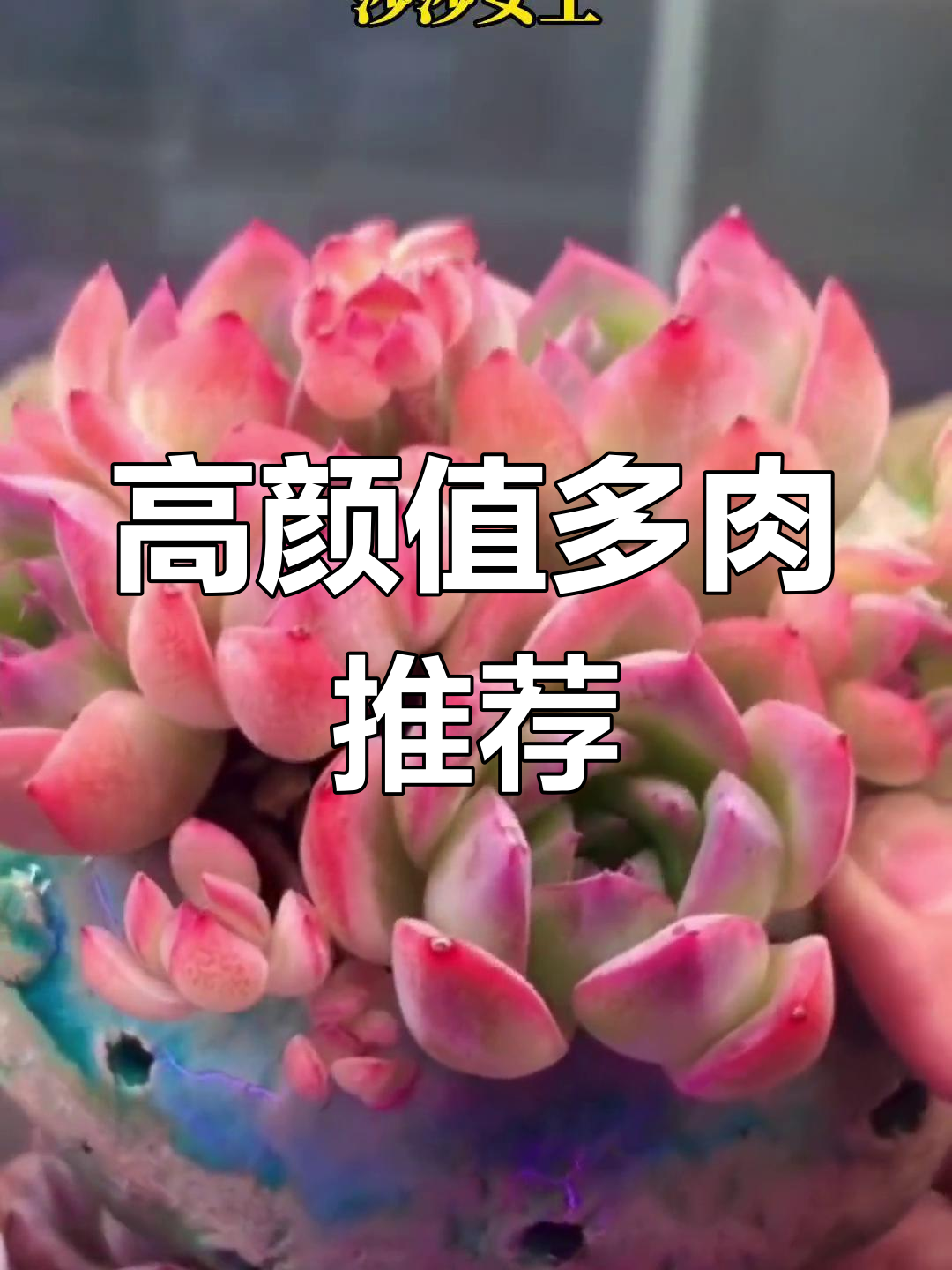 十大高颜值多肉植物,阳光下的美丽