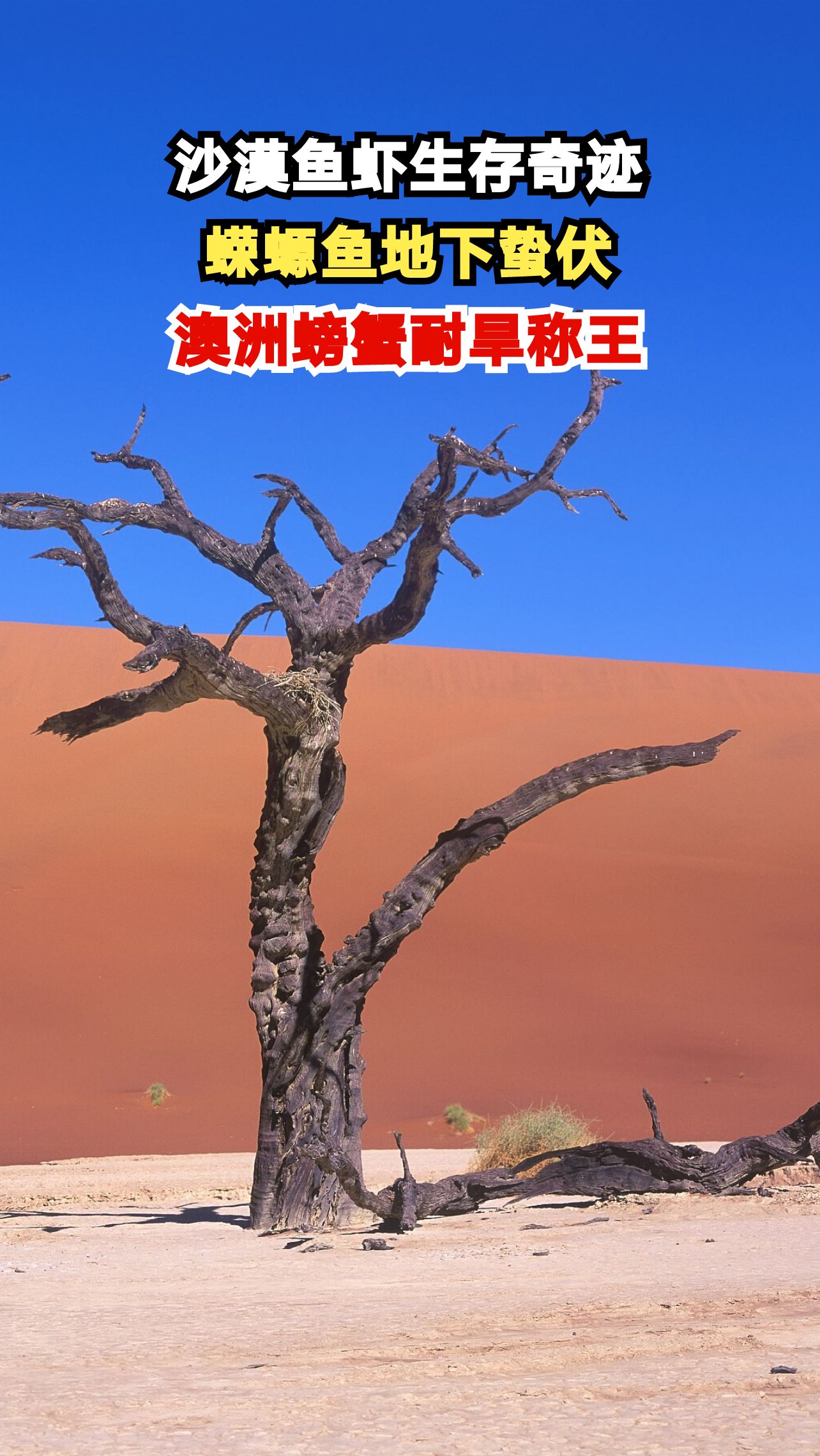 沙漠里竟藏鱼虾王国!科学家揭秘生命奇迹,网友直呼不可思议