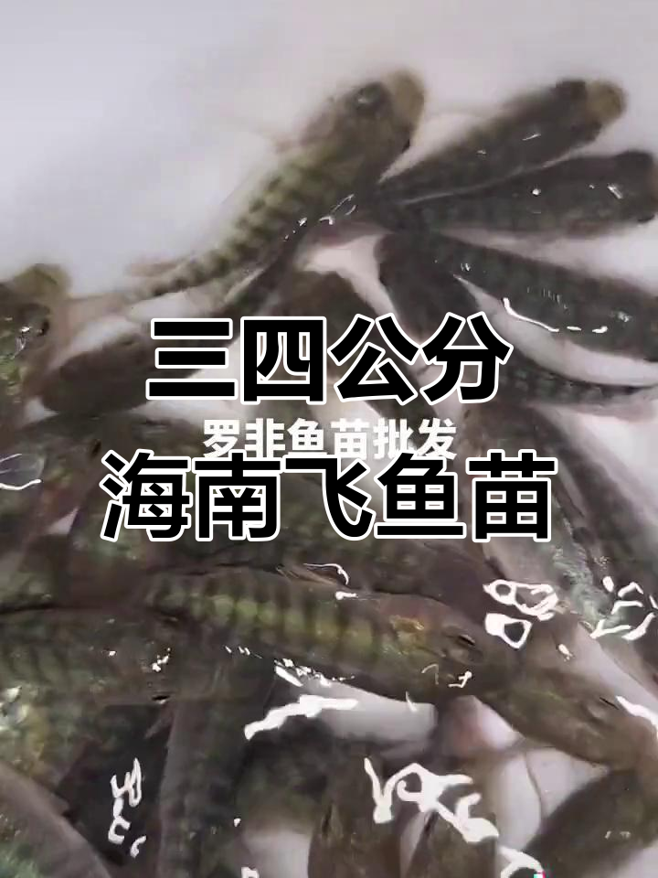 海南一号快大肿螺飞鱼苗,三四公分健康优质批发