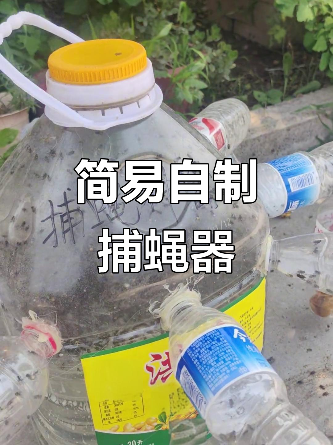 自制捕蝇神器,轻松灭苍蝇!