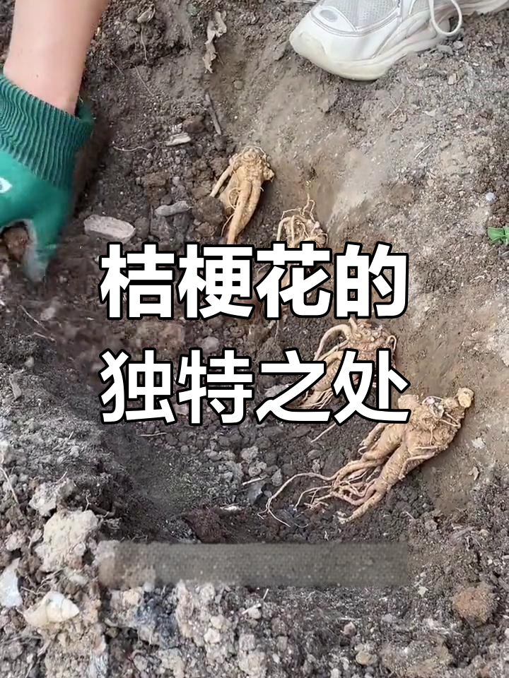 桔梗花:根茎可做泡菜,花开如五角星