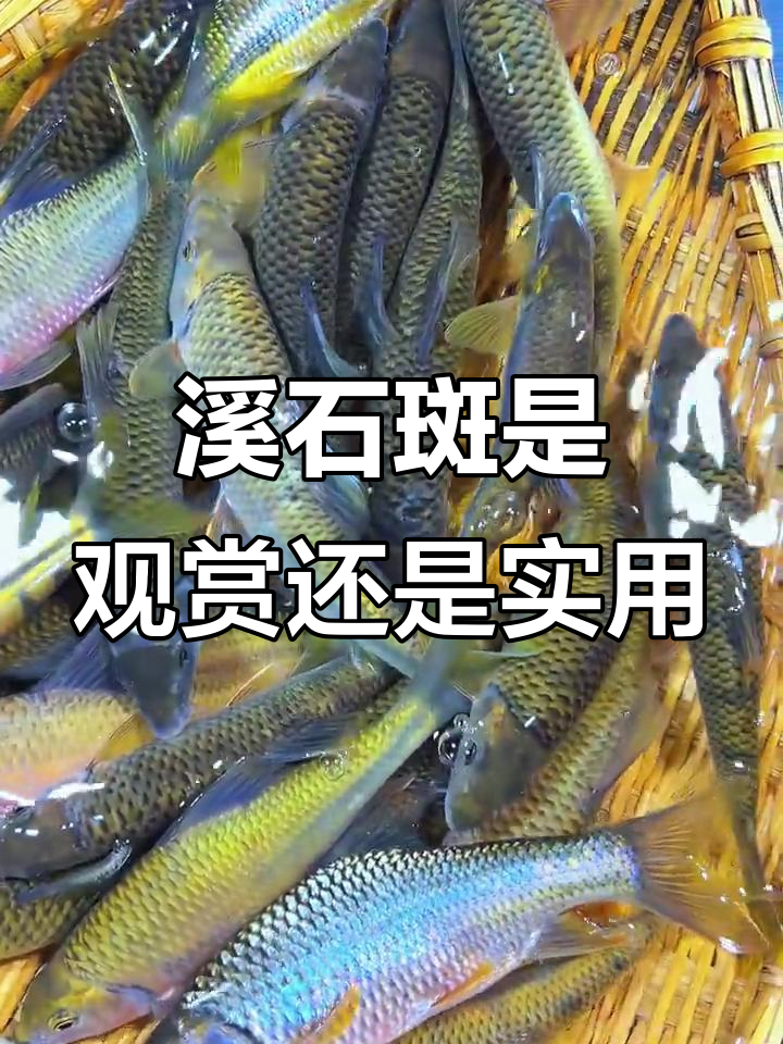 溪石斑:观赏还是送领导?活鱼到家,公母难辨