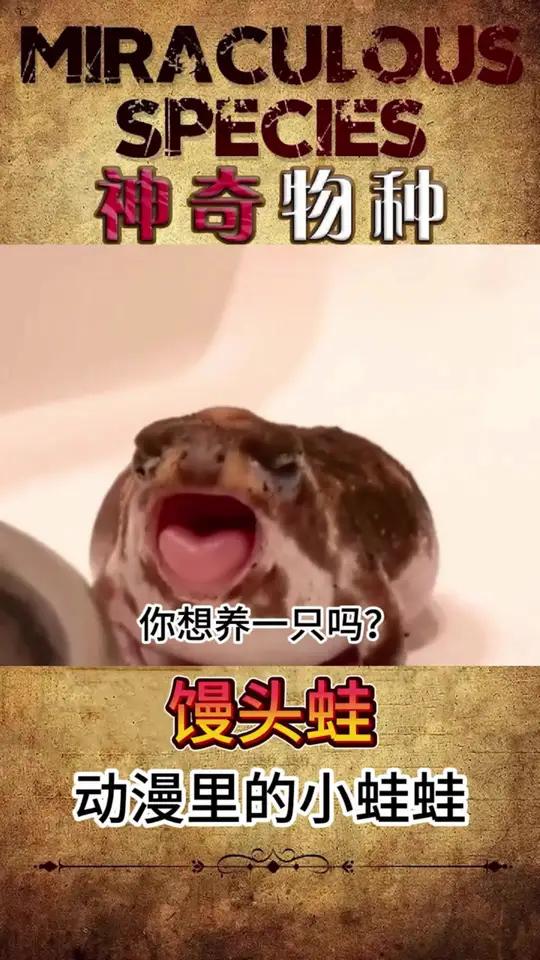 动漫里的小青蛙——馒头蛙 馒头蛙在国内是可以养的，你想养一只吗？动物动物的迷惑行为可爱的动