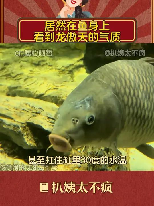 居然在鱼身上看到龙傲天的气质