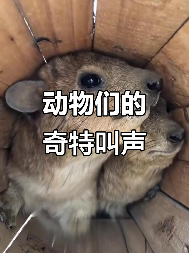 这些叫声你听过吗?疯狂兔子、牛蛙和鹈鹕的声音大揭秘