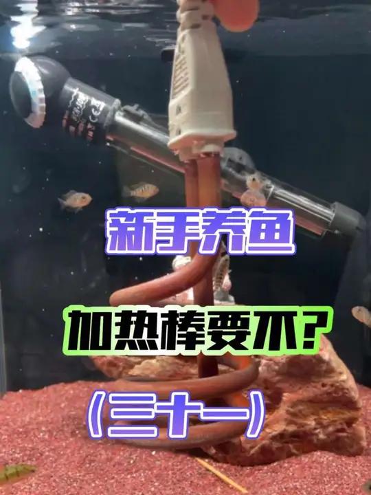 从0开始学养鱼「第三十一节」养鱼到底需不需加热棒?什么情况下需要加热棒?新手养鱼 加热棒 
