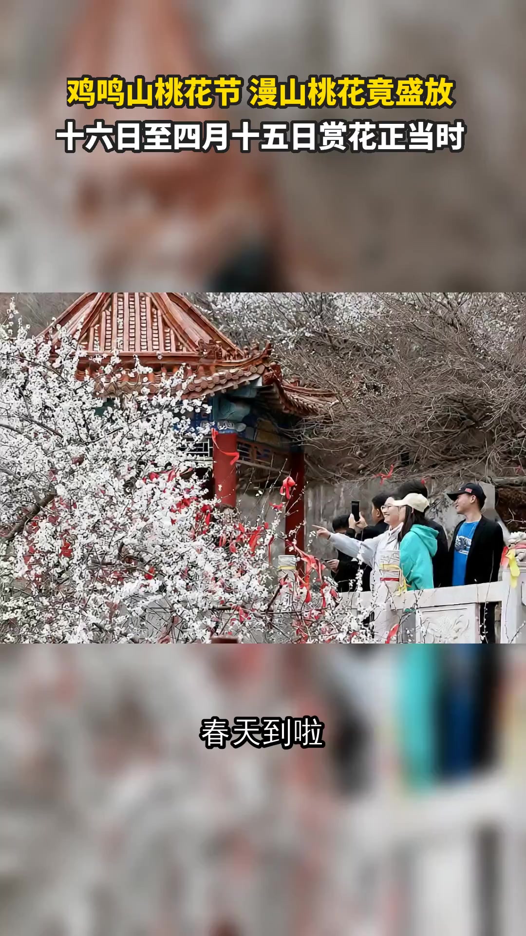 鸡鸣山桃花节 漫山桃花竟盛放 十六日至四月十五日赏花正当时
