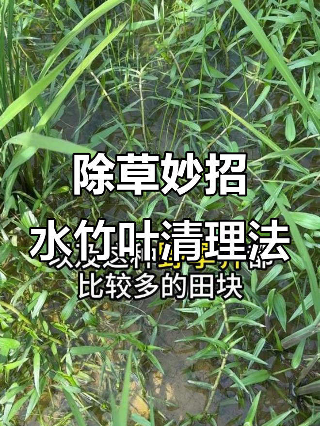 水竹叶和鸭舌草如何高效清除?临时疙瘩效果超乎想象