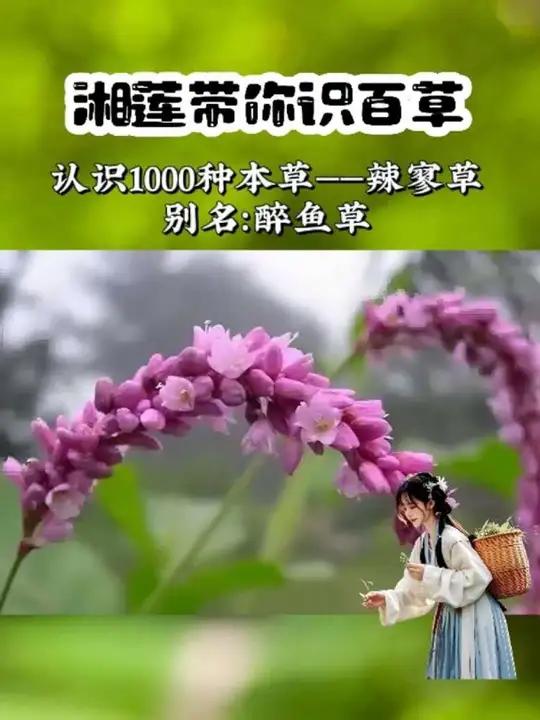 垂钓族的秘密武器来了,有了它从此以后不再做空军,一起来认识一下辣蓼草吧!植物科普辣蓼草