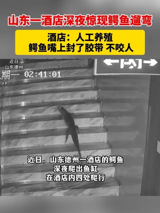 山东一酒店深夜惊现鳄鱼遛弯,酒店:人工养殖 嘴上封了胶带 不咬人