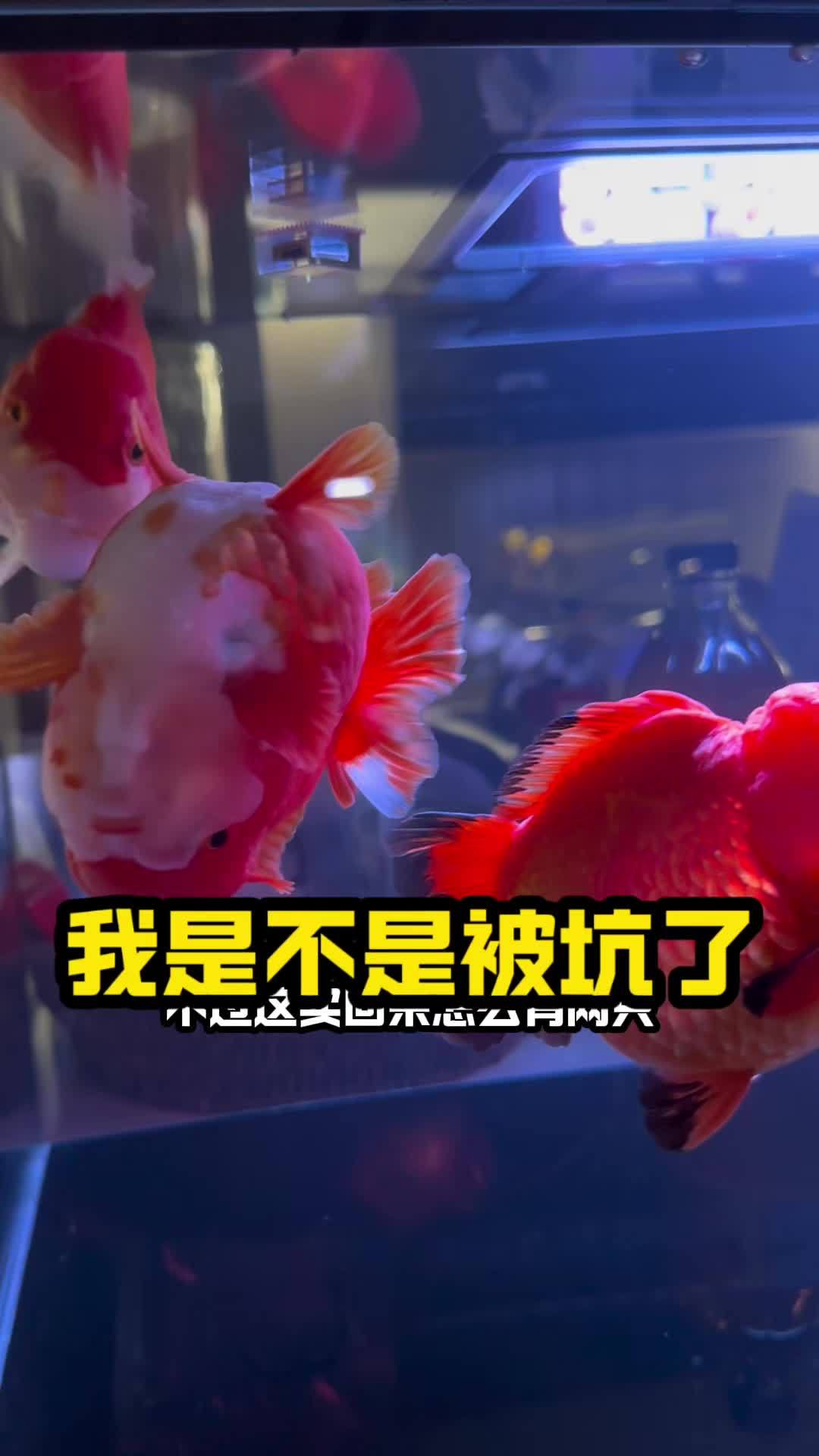 请问各位大神,我是不是被坑了!买了3条金鱼,两条不正常?!这是什么情况?水族 养鱼 鱼缸里