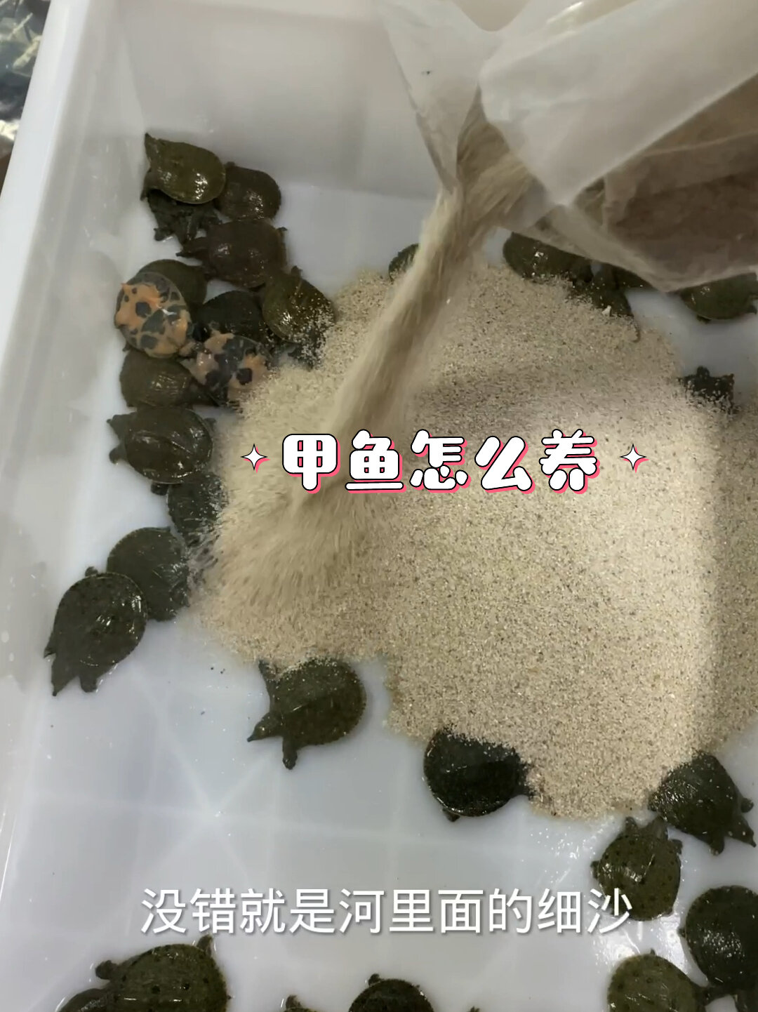小甲鱼你会养吗